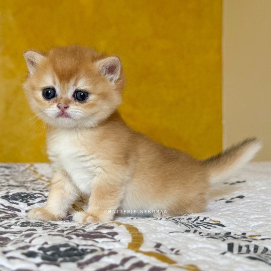 chaton British Shorthair black golden shell Qanao Chatterie Nekobaa black golden shell