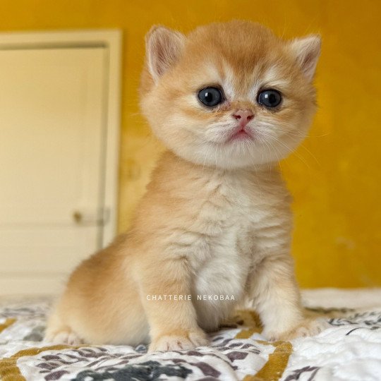 chaton British Shorthair black golden shell Qanao Chatterie Nekobaa black golden shell