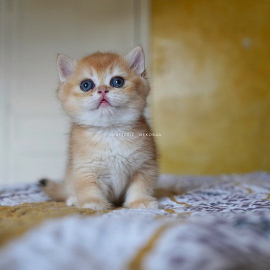 chaton British Shorthair black golden shell Qanao Chatterie Nekobaa black golden shell