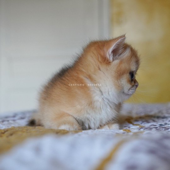 chaton British Shorthair black golden shell Qanao Chatterie Nekobaa black golden shell
