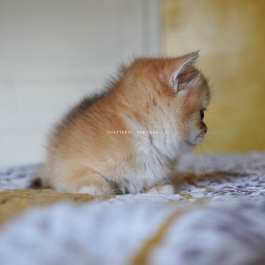 chaton British Shorthair black golden shell Qanao Chatterie Nekobaa black golden shell