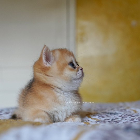 chaton British Shorthair black golden shell Qanao Chatterie Nekobaa black golden shell