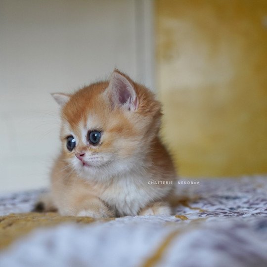 chaton British Shorthair black golden shell Qanao Chatterie Nekobaa black golden shell