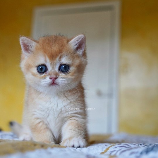 chaton British Shorthair black golden shell Qanao Chatterie Nekobaa black golden shell