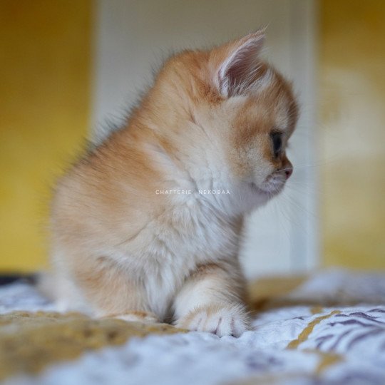 chaton British Shorthair black golden shell Qanao Chatterie Nekobaa black golden shell
