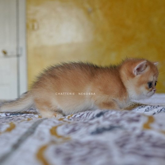 chaton British Shorthair black golden shell Qanao Chatterie Nekobaa black golden shell