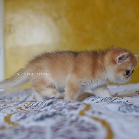 chaton British Shorthair black golden shell Qanao Chatterie Nekobaa black golden shell