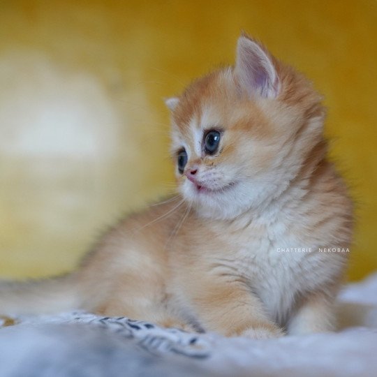 chaton British Shorthair black golden shell Qanao Chatterie Nekobaa black golden shell