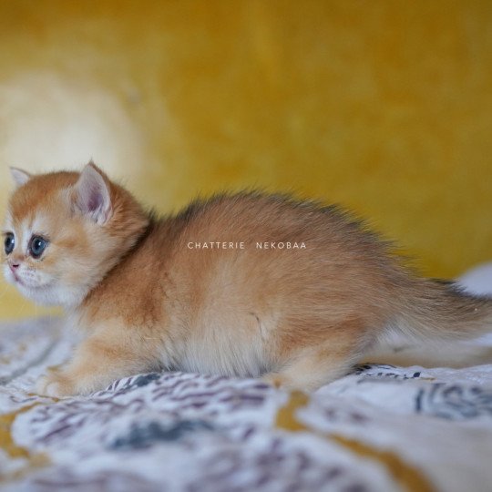 chaton British Shorthair black golden shell Qanao Chatterie Nekobaa black golden shell
