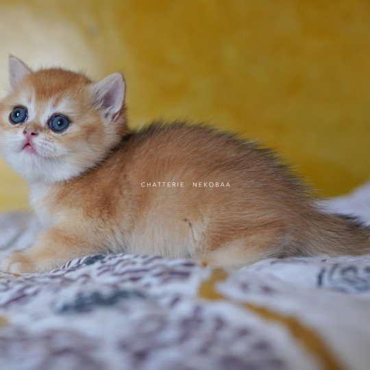 chaton British Shorthair black golden shell Qanao Chatterie Nekobaa black golden shell