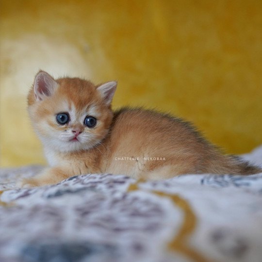 chaton British Shorthair black golden shell Qanao Chatterie Nekobaa black golden shell