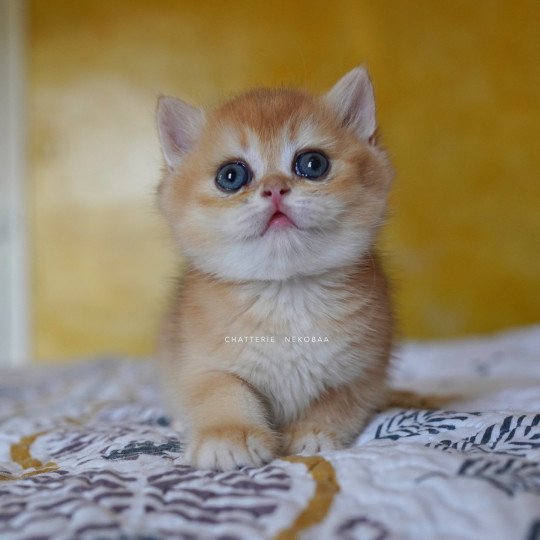 chaton British Shorthair black golden shell Qanao Chatterie Nekobaa black golden shell
