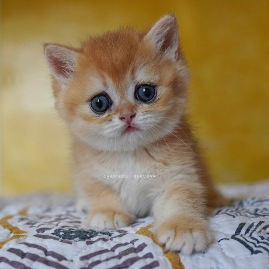 chaton British Shorthair black golden shell Qanao Chatterie Nekobaa black golden shell