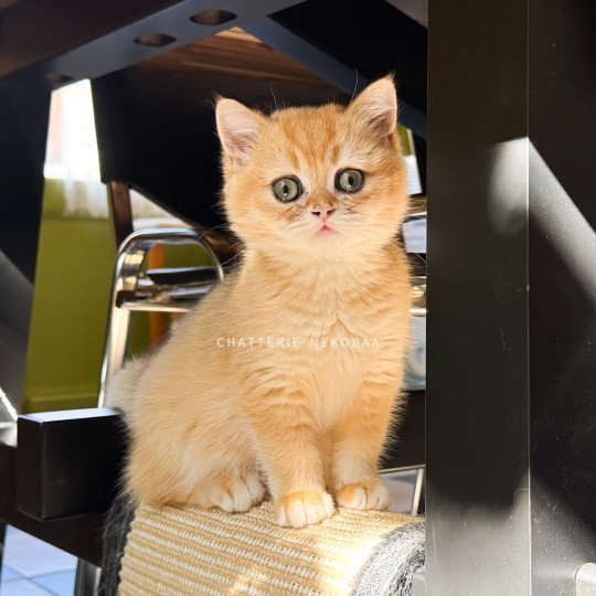 chaton British Shorthair black golden shell Qanao Chatterie Nekobaa black golden shell