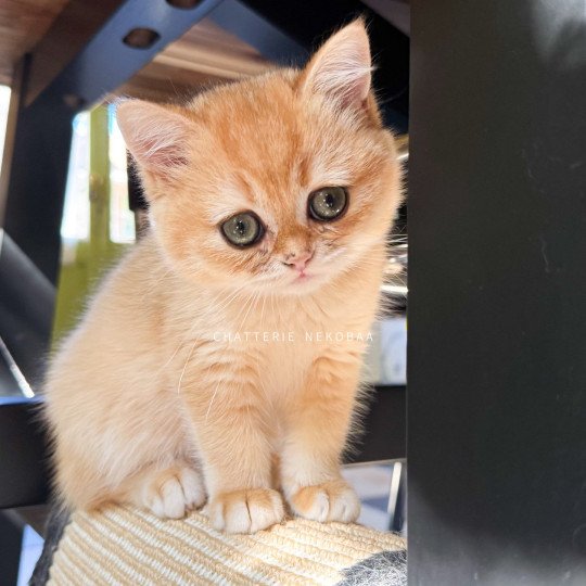 chaton British Shorthair black golden shell Qanao Chatterie Nekobaa black golden shell