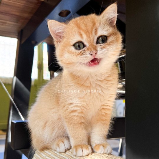 chaton British Shorthair black golden shell Qanao Chatterie Nekobaa black golden shell