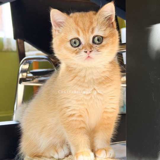 chaton British Shorthair black golden shell Qanao Chatterie Nekobaa black golden shell