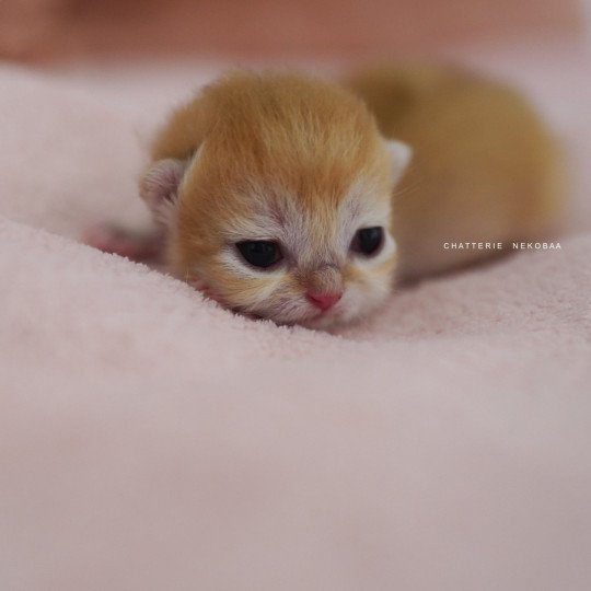 chaton British Shorthair black golden shell Qyojuro Chatterie Nekobaa black golden shell