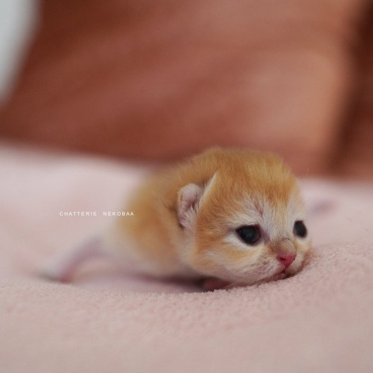 chaton British Shorthair black golden shell Qyojuro Chatterie Nekobaa black golden shell