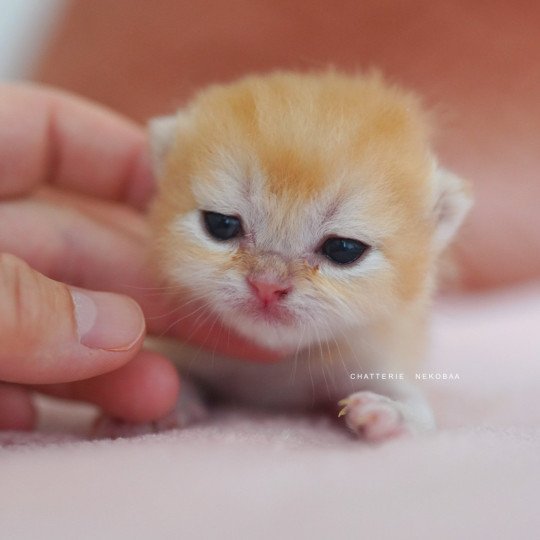 chaton British Shorthair black golden shell Qyojuro Chatterie Nekobaa black golden shell