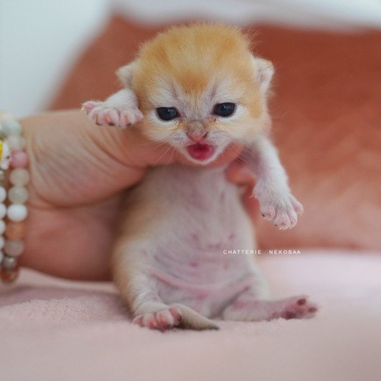 chaton British Shorthair black golden shell Qyojuro Chatterie Nekobaa black golden shell