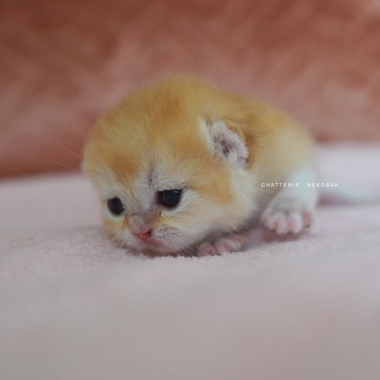 chaton British Shorthair black golden shell Qyojuro Chatterie Nekobaa black golden shell