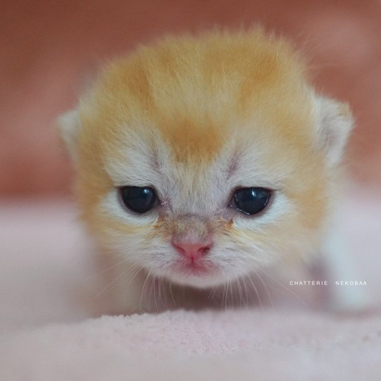 chaton British Shorthair black golden shell Qyojuro Chatterie Nekobaa black golden shell