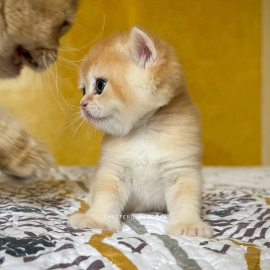 chaton British Shorthair black golden shell Qyojuro Chatterie Nekobaa black golden shell