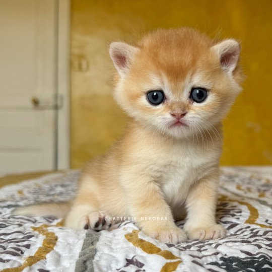 chaton British Shorthair black golden shell Qyojuro Chatterie Nekobaa black golden shell