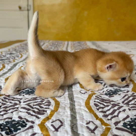 chaton British Shorthair black golden shell Qyojuro Chatterie Nekobaa black golden shell