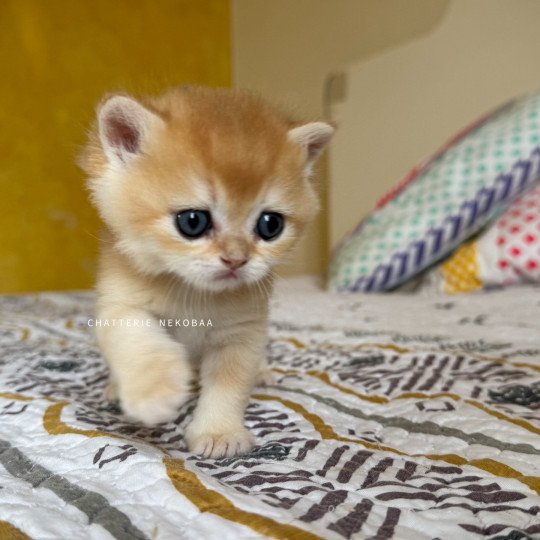 chaton British Shorthair black golden shell Qyojuro Chatterie Nekobaa black golden shell