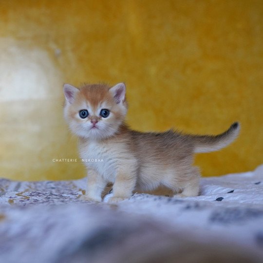 chaton British Shorthair black golden shell Qyojuro Chatterie Nekobaa black golden shell
