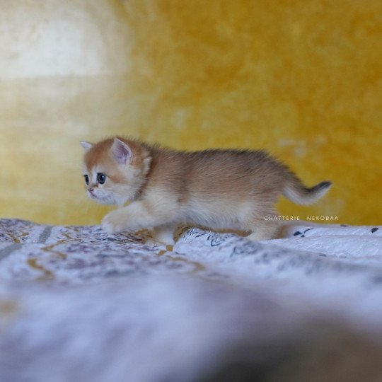 chaton British Shorthair black golden shell Qyojuro Chatterie Nekobaa black golden shell