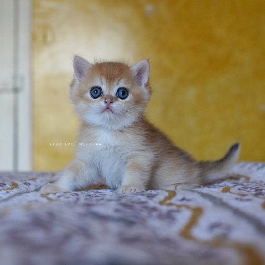 chaton British Shorthair black golden shell Qyojuro Chatterie Nekobaa black golden shell