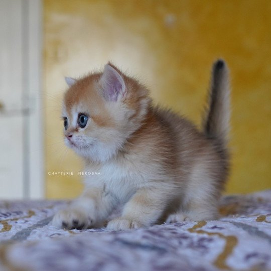 chaton British Shorthair black golden shell Qyojuro Chatterie Nekobaa black golden shell