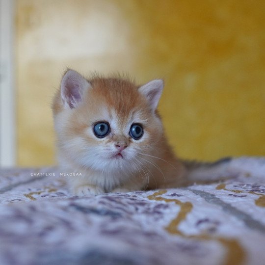 chaton British Shorthair black golden shell Qyojuro Chatterie Nekobaa black golden shell