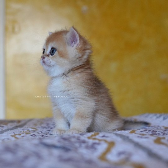 chaton British Shorthair black golden shell Qyojuro Chatterie Nekobaa black golden shell