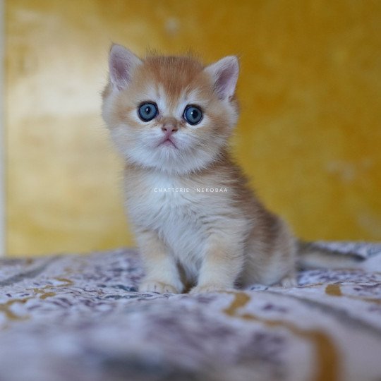 chaton British Shorthair black golden shell Qyojuro Chatterie Nekobaa black golden shell
