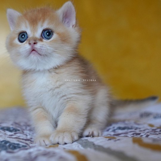 chaton British Shorthair black golden shell Qyojuro Chatterie Nekobaa black golden shell