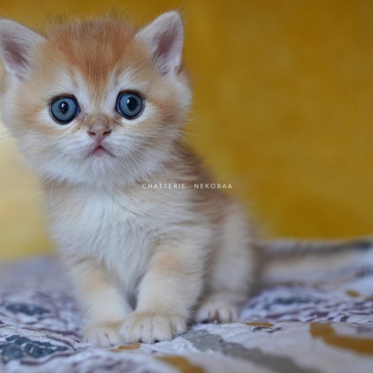 chaton British Shorthair black golden shell Qyojuro Chatterie Nekobaa black golden shell