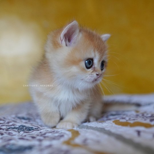 chaton British Shorthair black golden shell Qyojuro Chatterie Nekobaa black golden shell