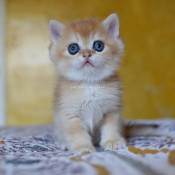 Qyojuro Mâle British Shorthair