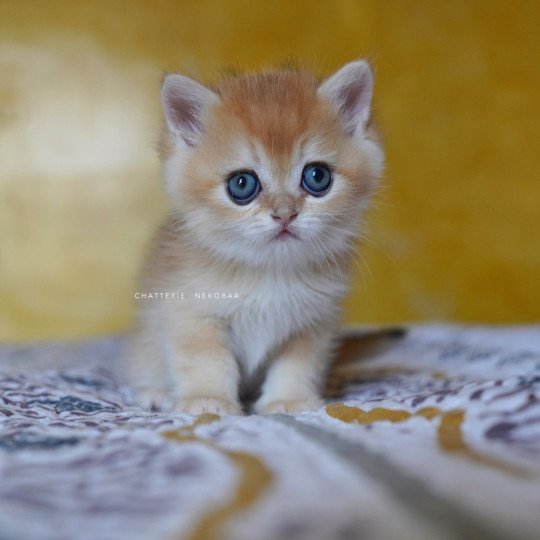 chaton British Shorthair black golden shell Qyojuro Chatterie Nekobaa black golden shell