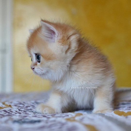 chaton British Shorthair black golden shell Qyojuro Chatterie Nekobaa black golden shell