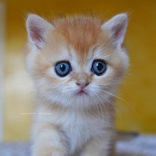 chaton British Shorthair black golden shell Qyojuro Chatterie Nekobaa black golden shell
