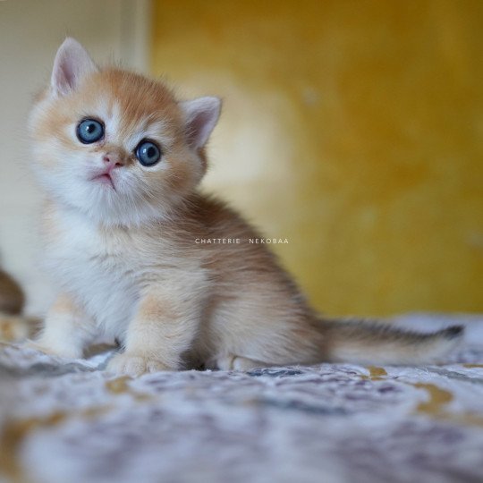 chaton British Shorthair black golden shell Qyojuro Chatterie Nekobaa black golden shell