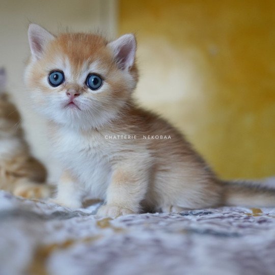 chaton British Shorthair black golden shell Qyojuro Chatterie Nekobaa black golden shell