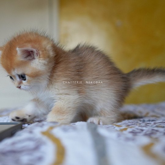 chaton British Shorthair black golden shell Qyojuro Chatterie Nekobaa black golden shell