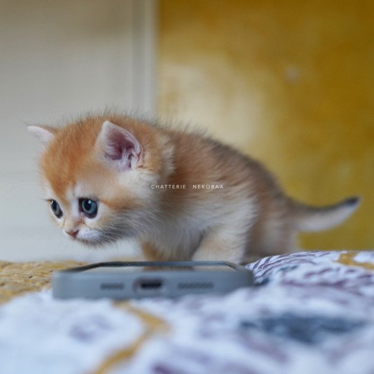 chaton British Shorthair black golden shell Qyojuro Chatterie Nekobaa black golden shell