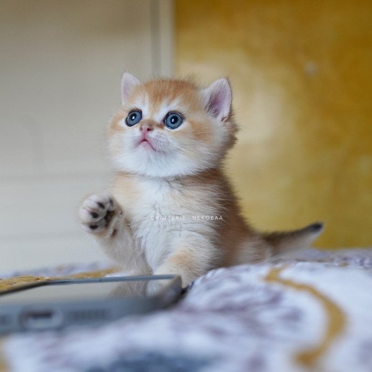 chaton British Shorthair black golden shell Qyojuro Chatterie Nekobaa black golden shell